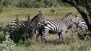 Kenya, Summit Longonot Volcano, Episode 86
